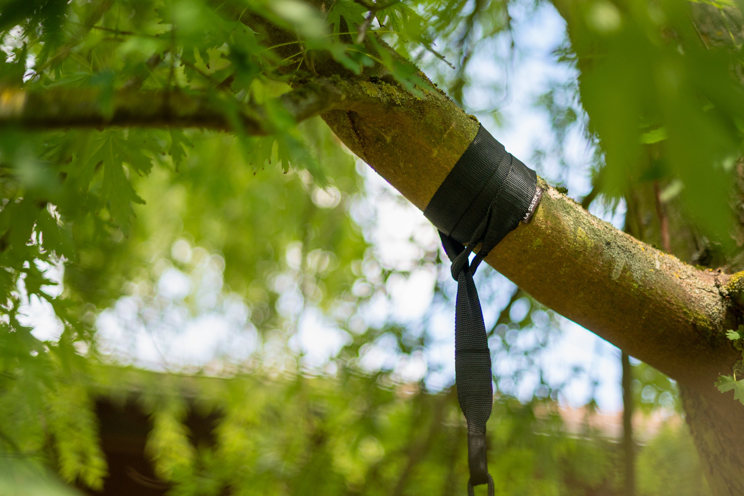 TreeMount Gurt um einen Ast gelegt